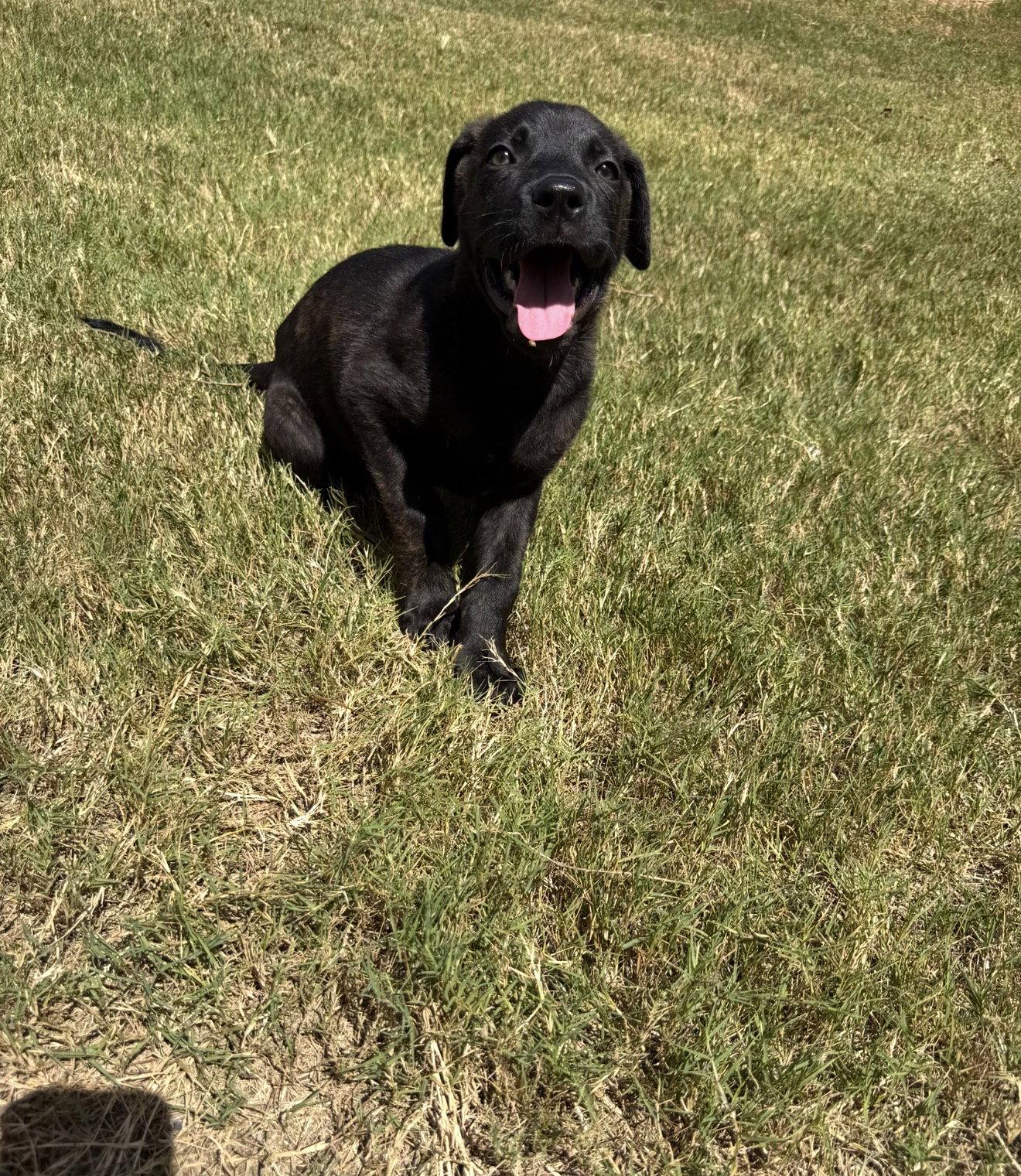 Enid, Adoptable, Young Female German Shepherd Dog & Cane Corso.