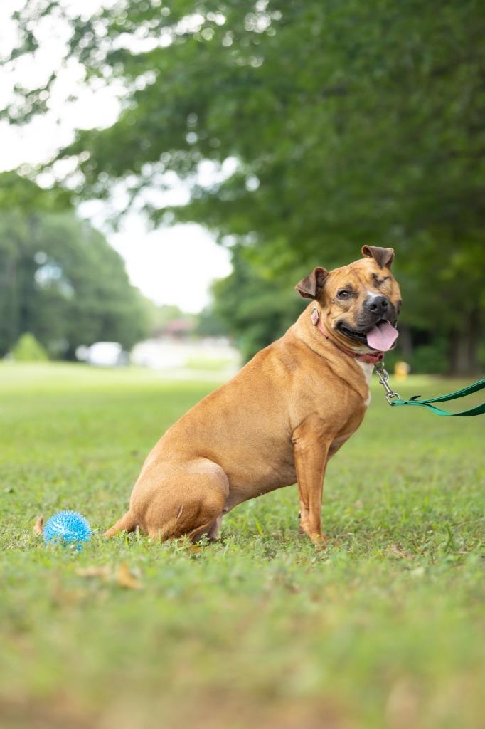 Enlarge Suzy, a Adopted mixed breed in Raleigh, NC image 5/6