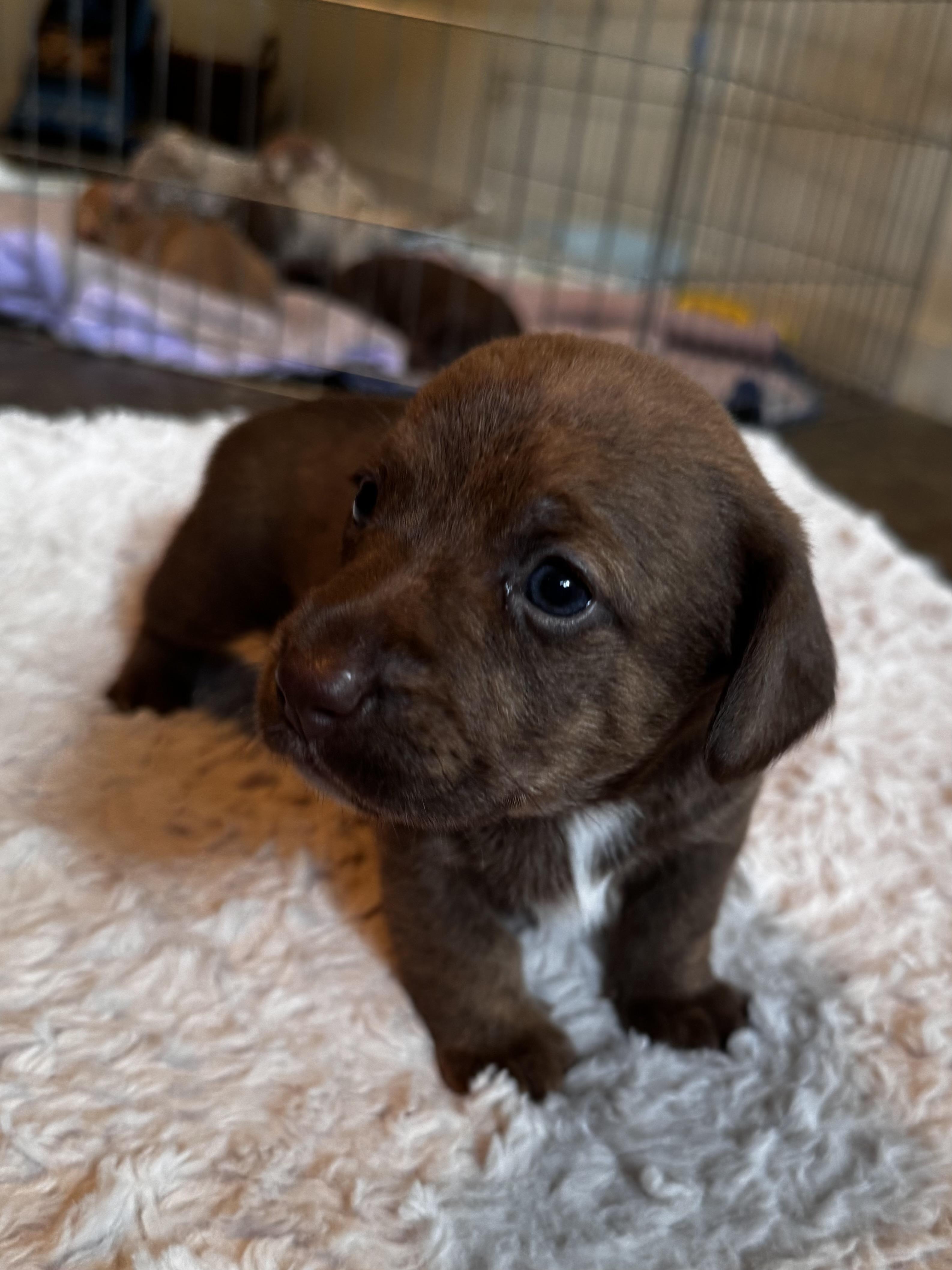 Rosemary, Adoptable, Puppy Female Labrador Retriever & Miniature Schnauzer.