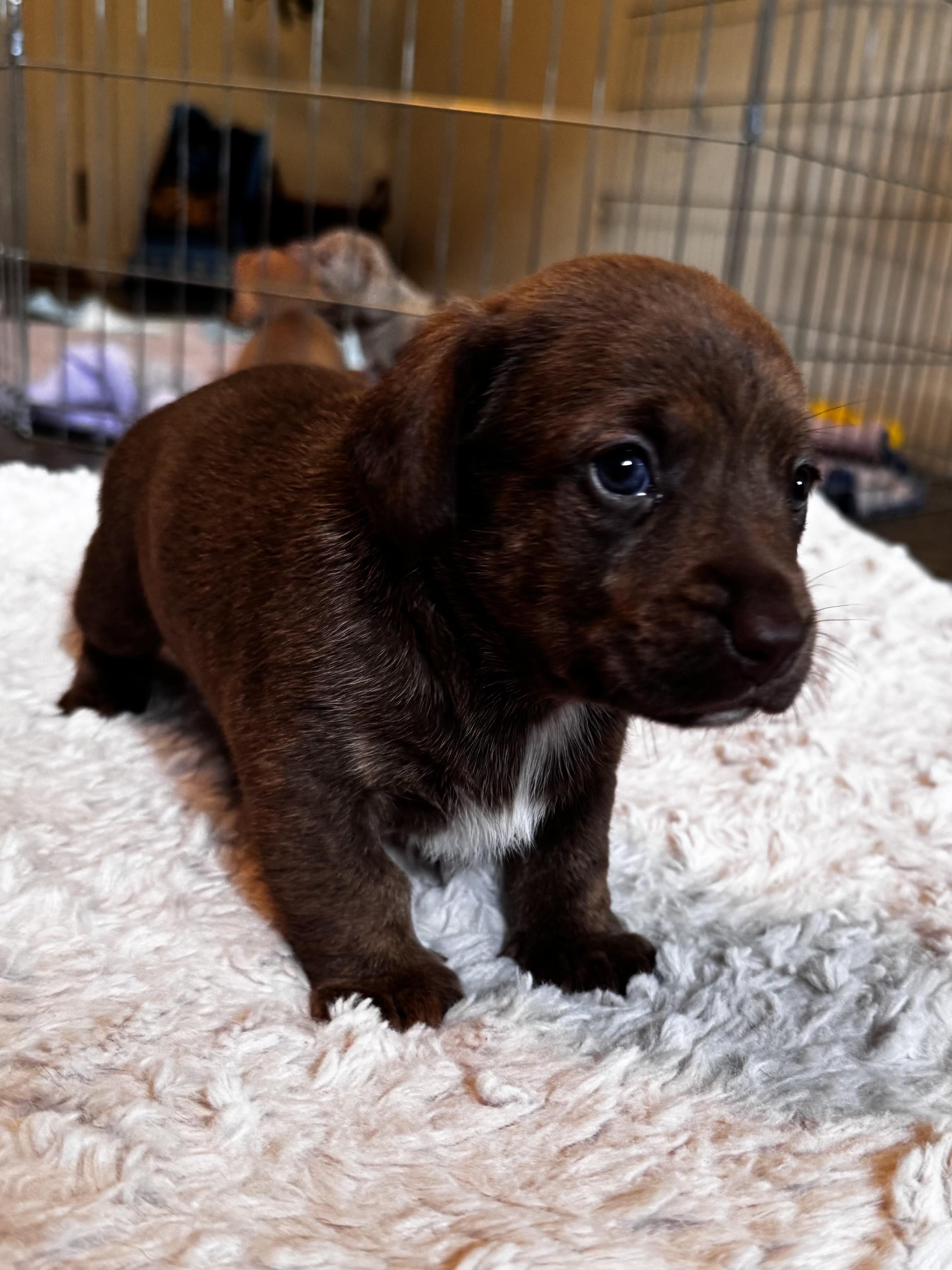 Enlarge Rosemary, a Adoptable mixed breed in Arcata , CA image 2/5