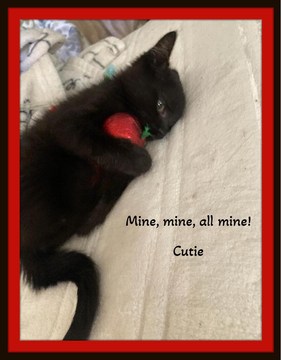 Cutie, Yes I am! Spend the Holidays with Me!, a Adoptable Domestic Short Hair in Snow Camp, NC image 2/4