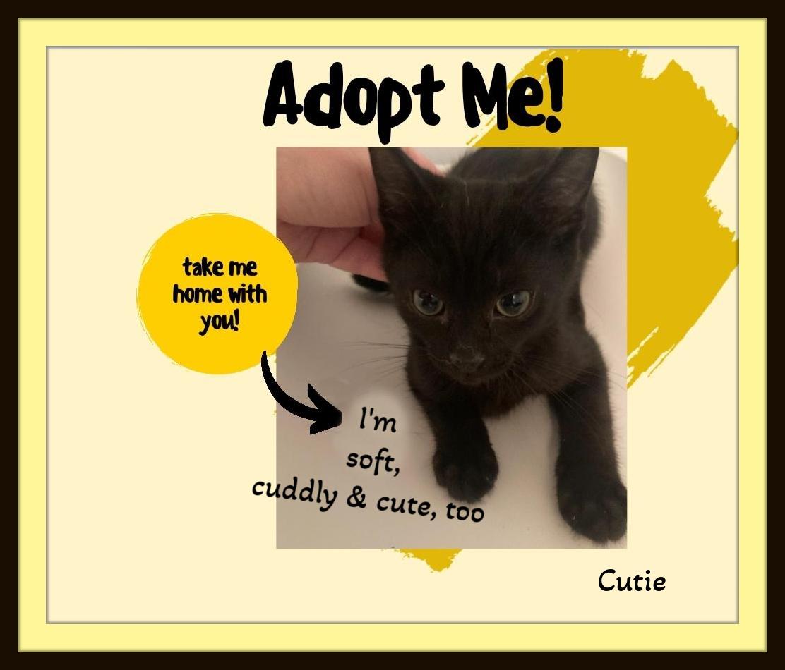 Cutie, Yes I am! Spend the Holidays with Me!, a Adoptable Domestic Short Hair in Snow Camp, NC image 4/4