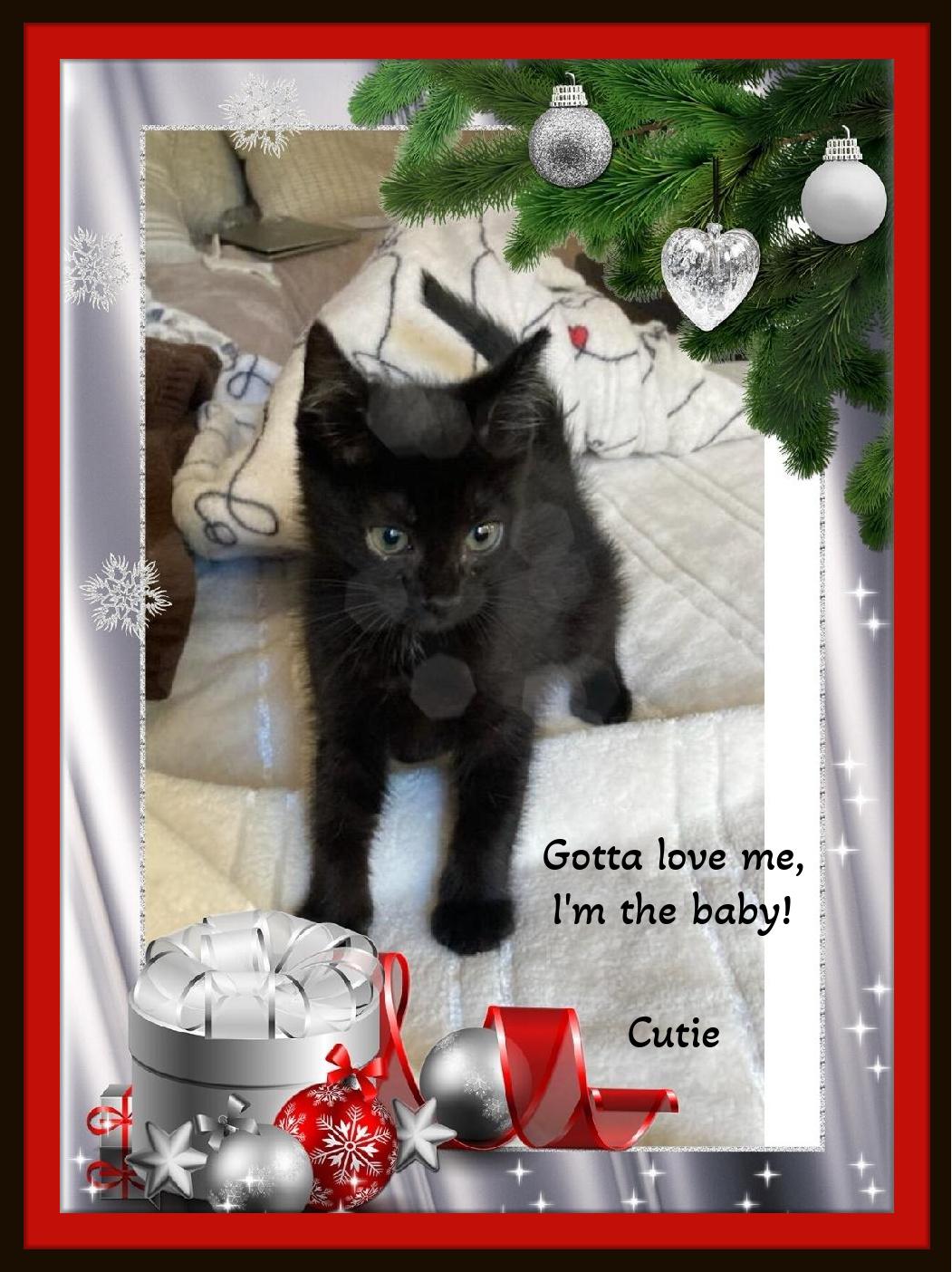 Cutie, Yes I am! Spend the Holidays with Me!, a Adoptable Domestic Short Hair in Snow Camp, NC image 3/4