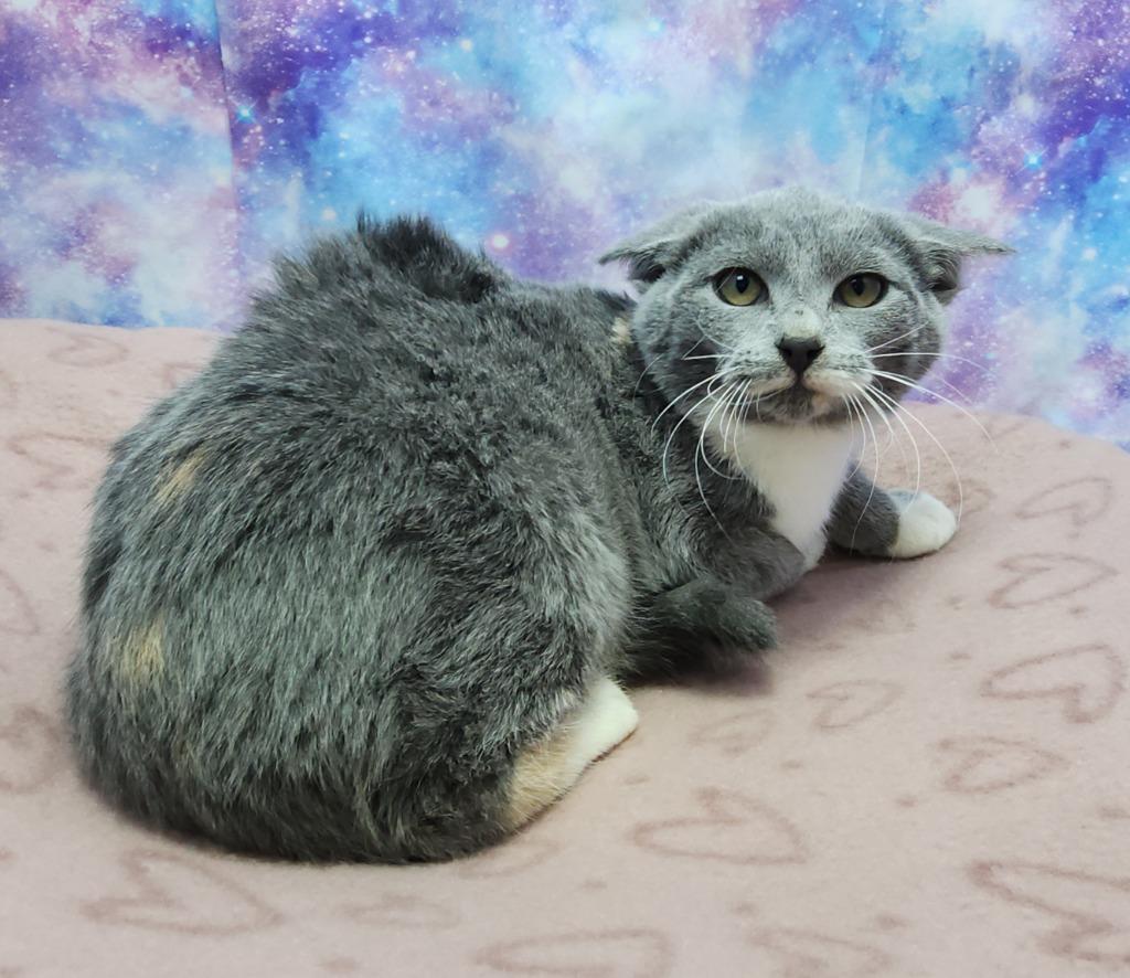 Enlarge May Hoo, a Adoptable mixed breed in Washington Court House, OH image 1/1