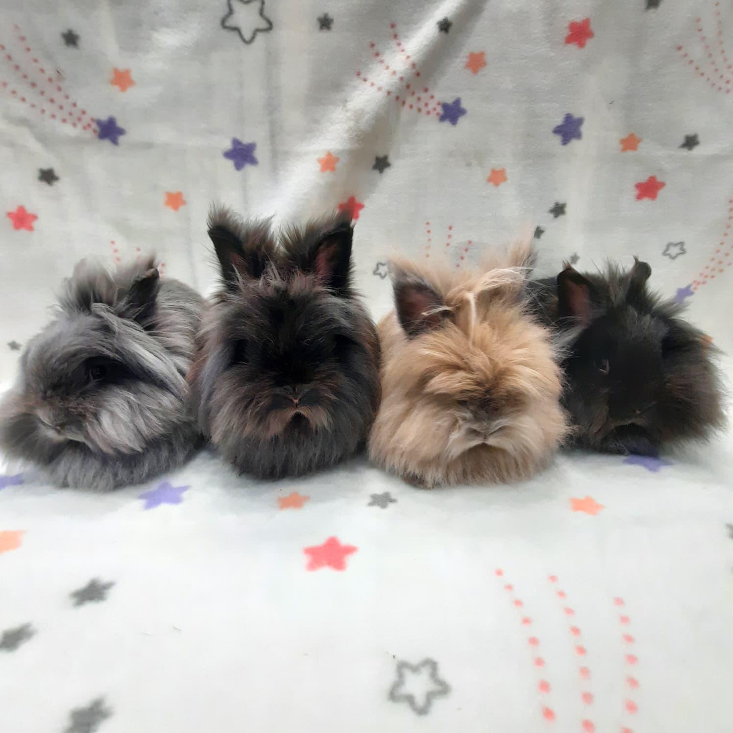 Lillith & Leila & Lotty & Lizzie, Adoptable, Adult Female Lionhead.