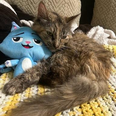 Eileen, Adoptable, Adult Female Domestic Medium Hair.