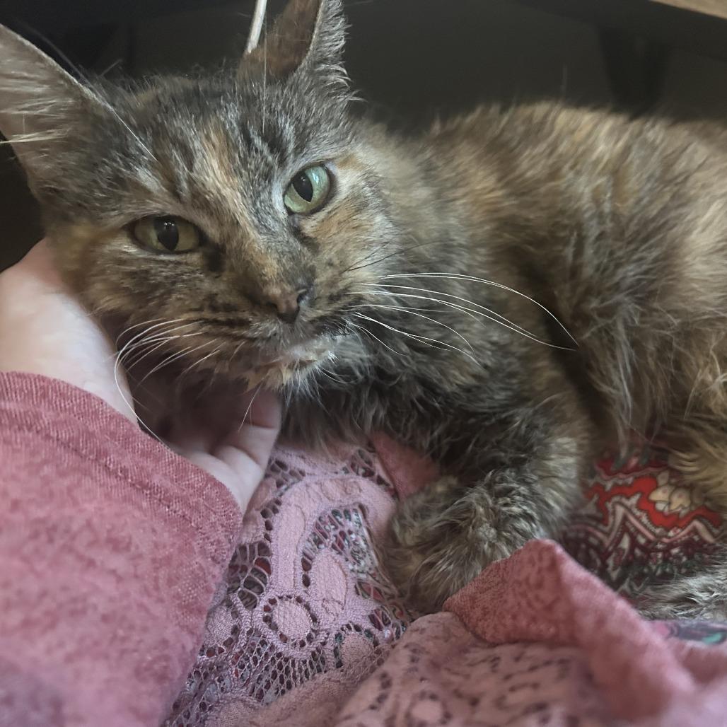 Eileen, a Adoptable Domestic Medium Hair in Edwardsville, IL image 2/5
