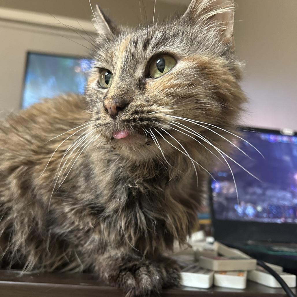 Eileen, a Adoptable Domestic Medium Hair in Edwardsville, IL image 3/5