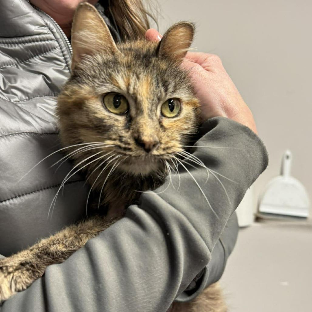 Eileen, a Adoptable Domestic Medium Hair in Edwardsville, IL image 4/5
