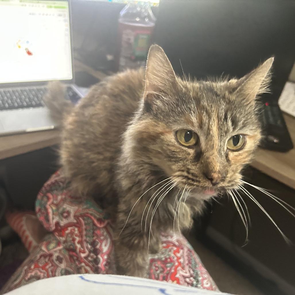 Eileen, a Adoptable Domestic Medium Hair in Edwardsville, IL image 5/5