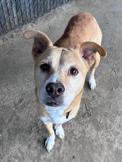 Debbie, Adoptable, Adult Female Labrador Retriever & Mixed Breed.