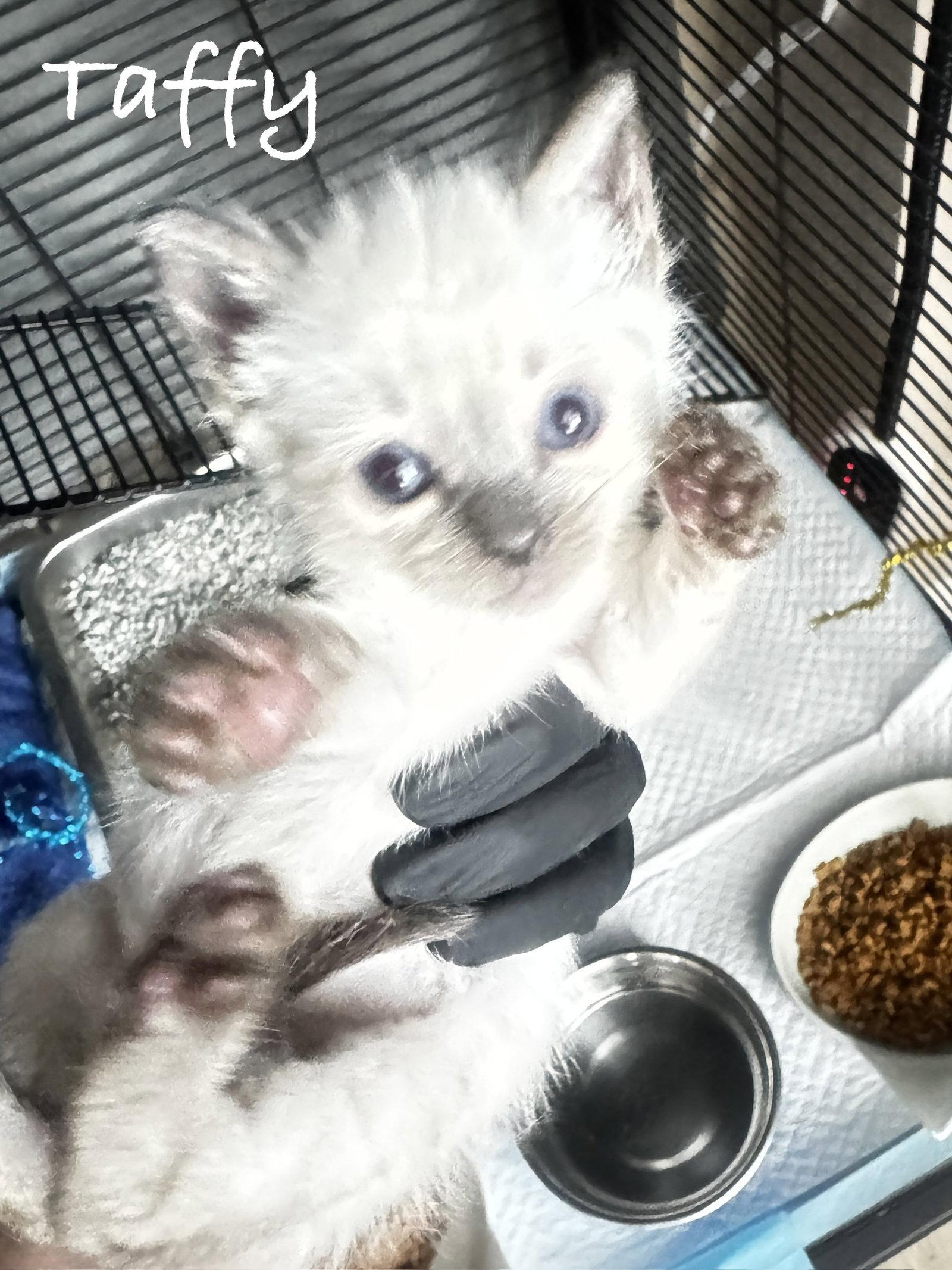 Taffy, Adopted, Kitten Female Siamese & Domestic Short Hair.