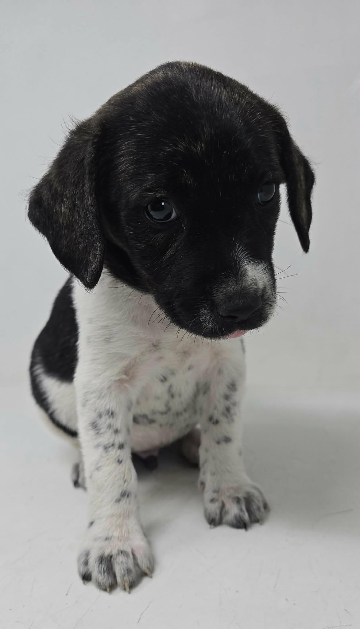 Enlarge Will Take Charge, a Adoptable mixed breed in Newport, TN image 3/3