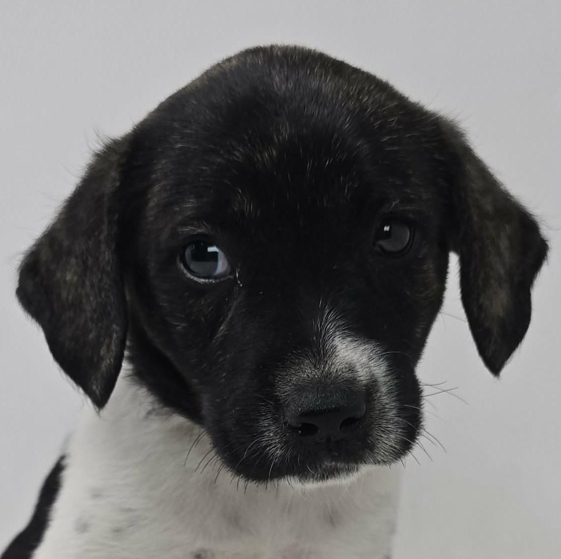 Enlarge Will Take Charge, a Adoptable mixed breed in Newport, TN image 1/3