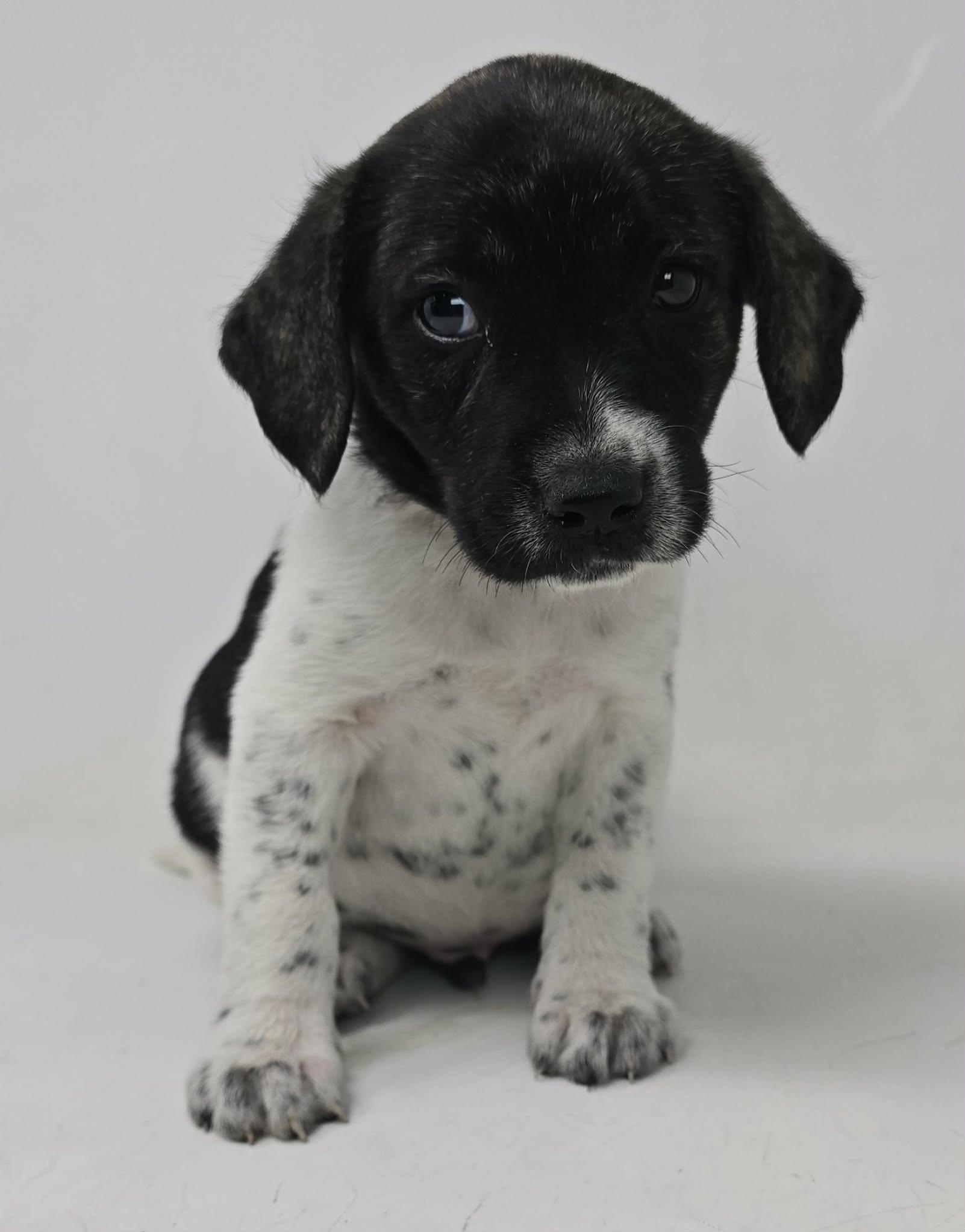 Enlarge Will Take Charge, a Adoptable mixed breed in Newport, TN image 2/3