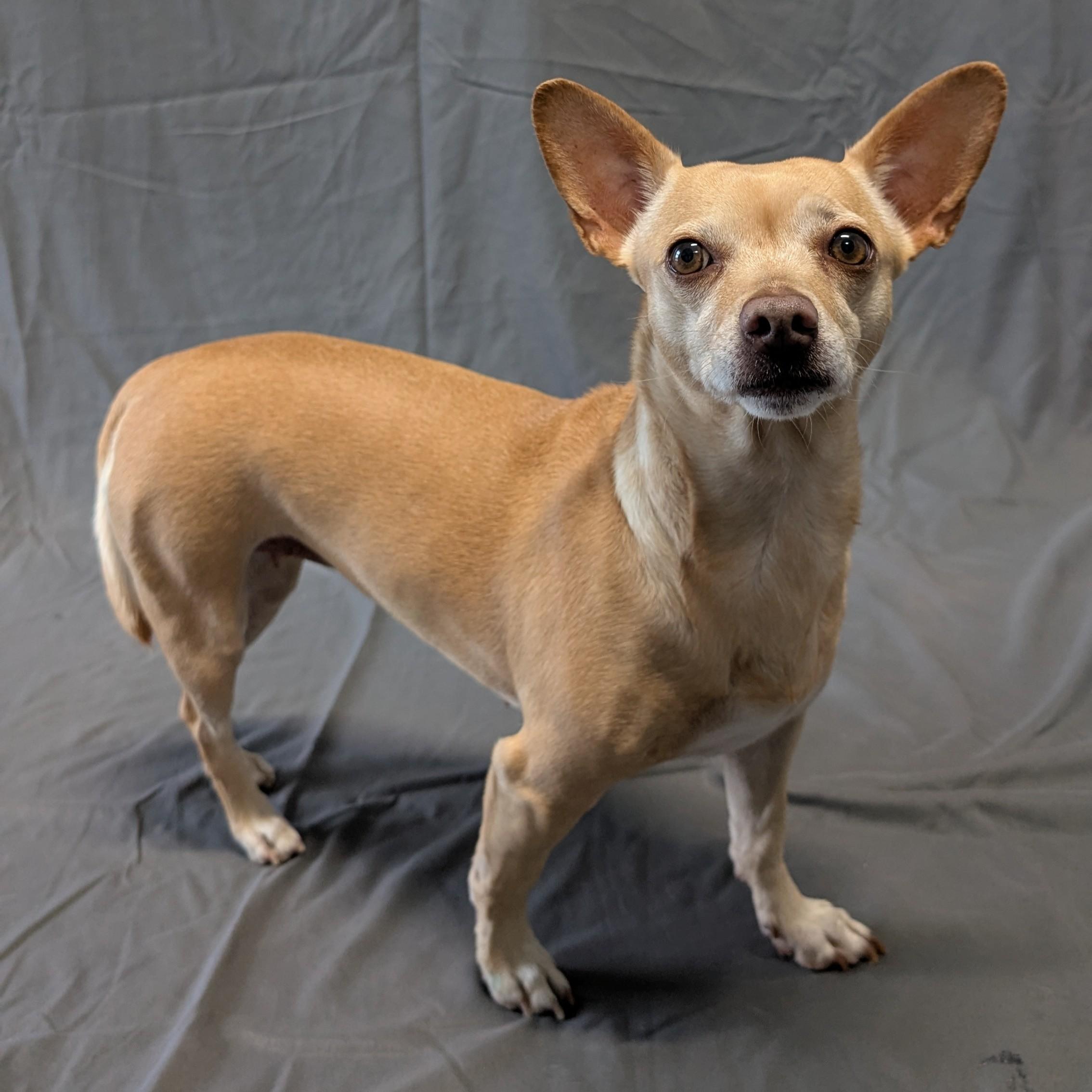 Princess Leia, ADOPTABLE, Adult Female Chihuahua.
