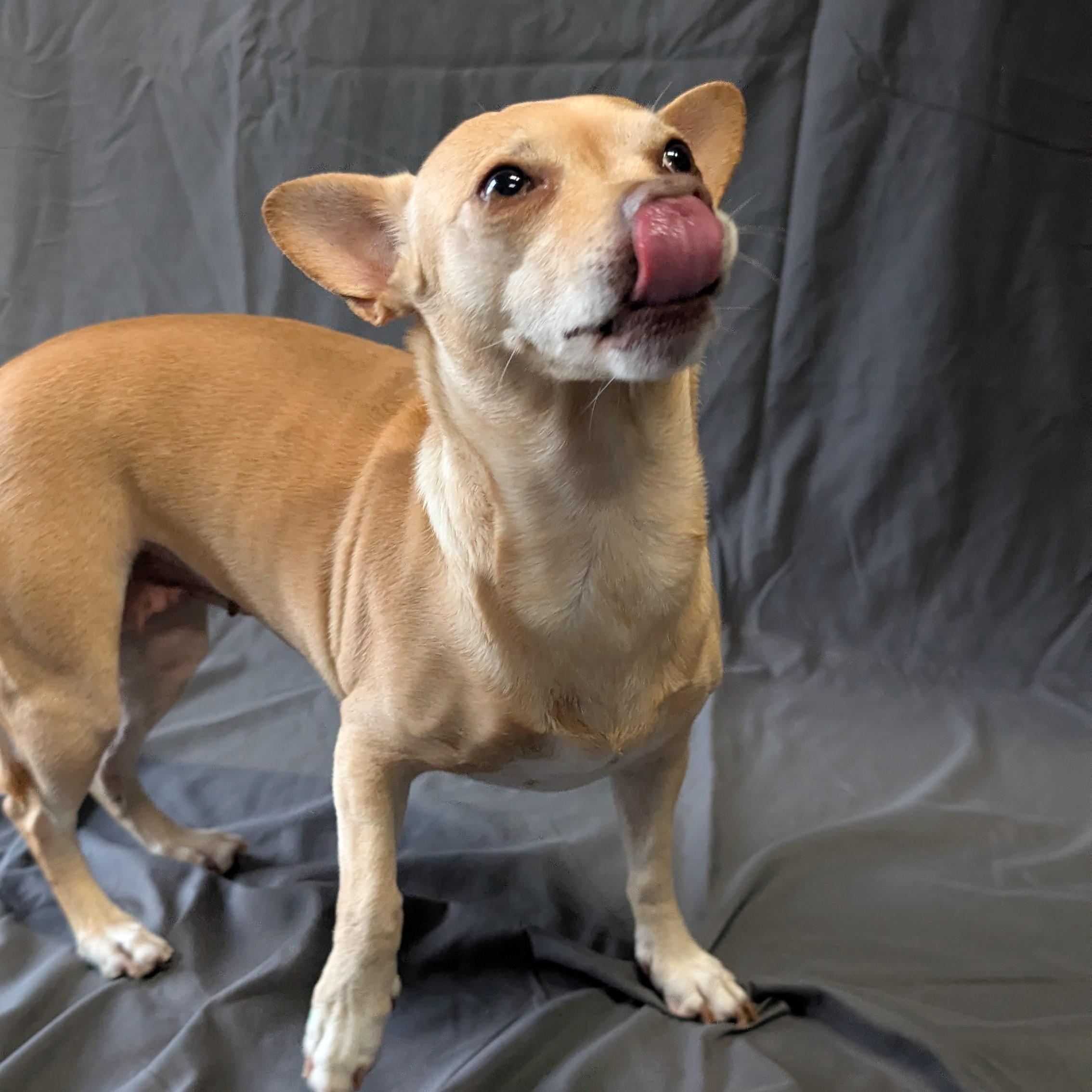 Enlarge Princess Leia, a ADOPTABLE Chihuahua in Lowell, AR image 6/6
