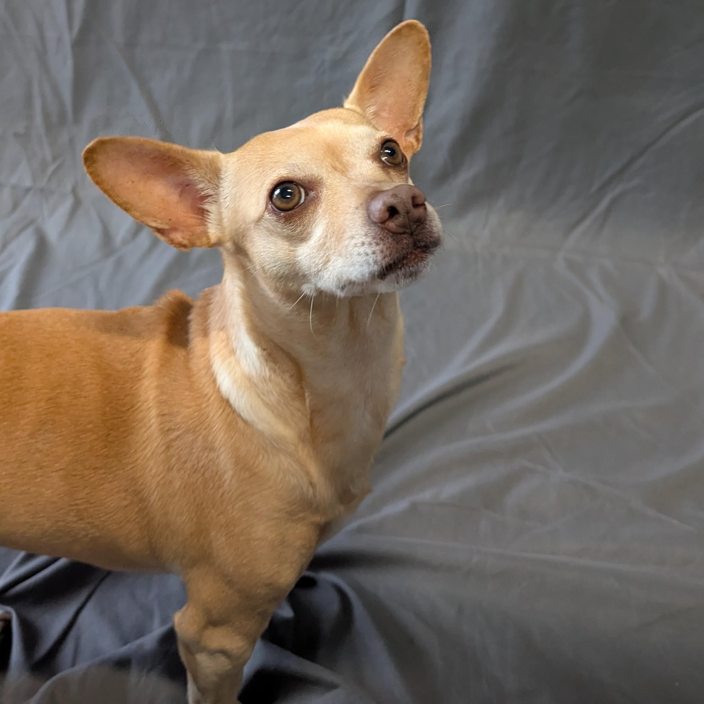 Enlarge Princess Leia, a ADOPTABLE Chihuahua in Lowell, AR image 3/6