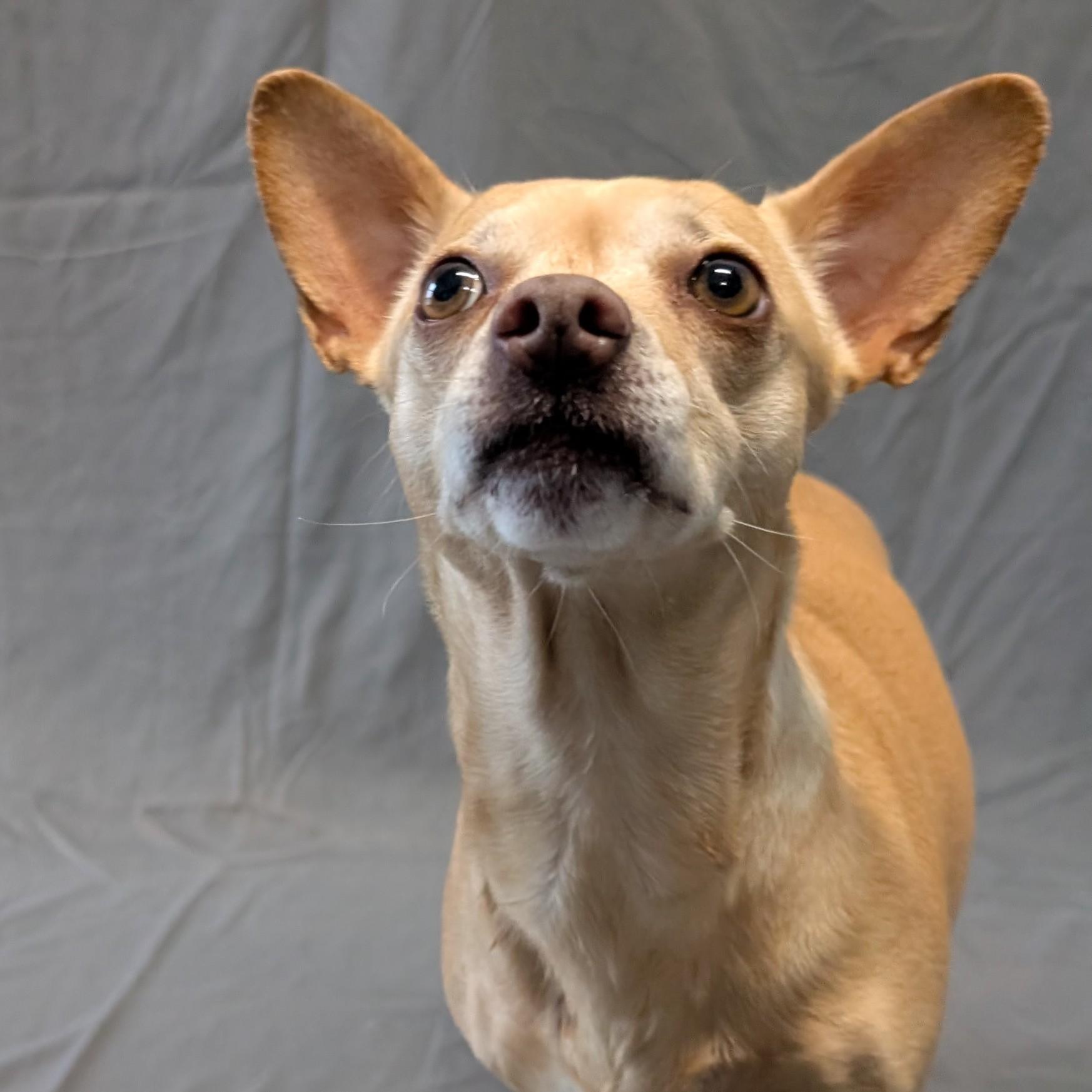 Enlarge Princess Leia, a ADOPTABLE Chihuahua in Lowell, AR image 4/6