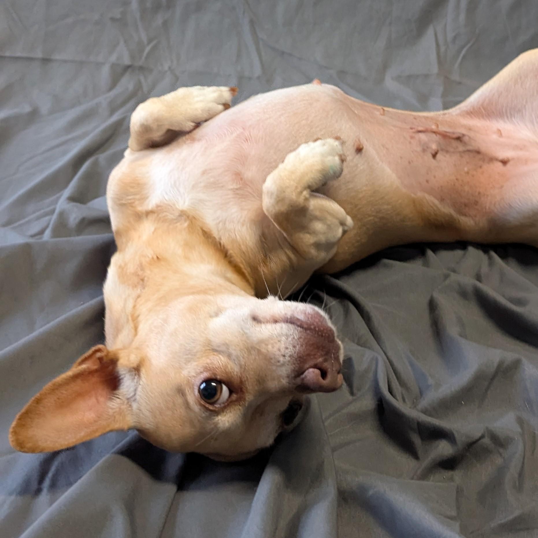Enlarge Princess Leia, a ADOPTABLE Chihuahua in Lowell, AR image 5/6