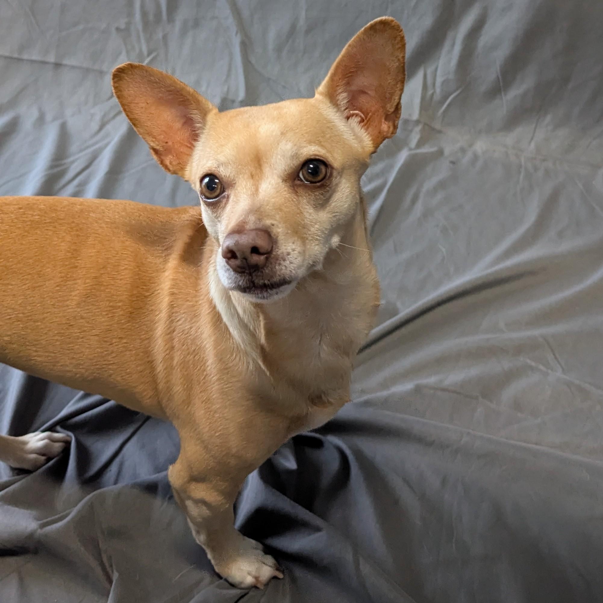 Enlarge Princess Leia, a ADOPTABLE Chihuahua in Lowell, AR image 2/6