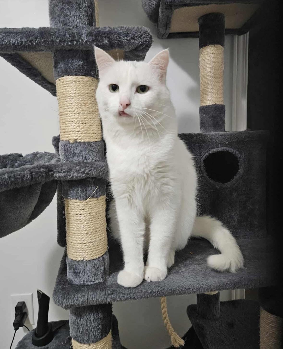 Enlarge Casper *not yet available*, a Adoptable Domestic Short Hair in Munster, ON image 1/5