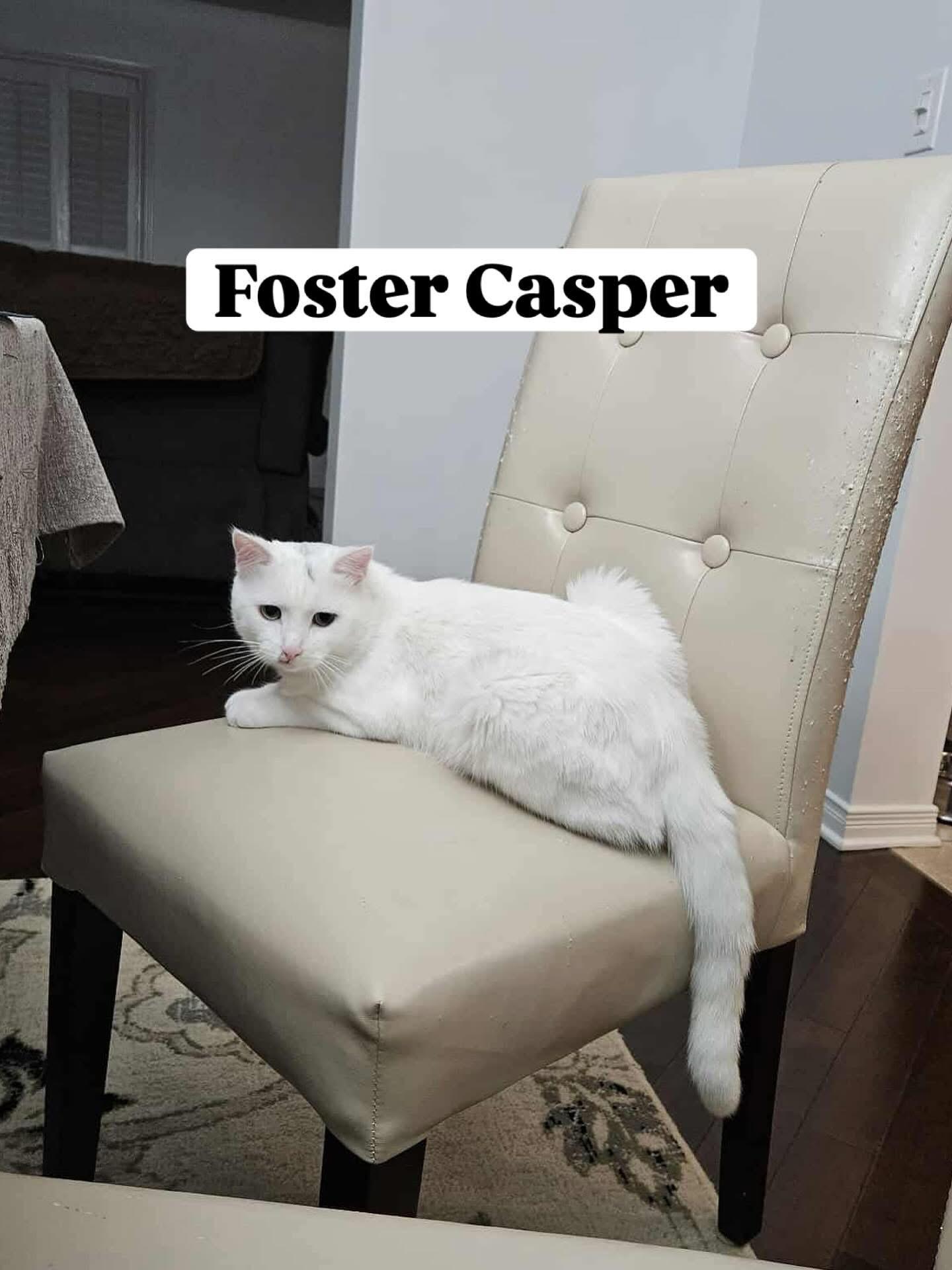 Enlarge Casper *not yet available*, a Adoptable Domestic Short Hair in Munster, ON image 2/5
