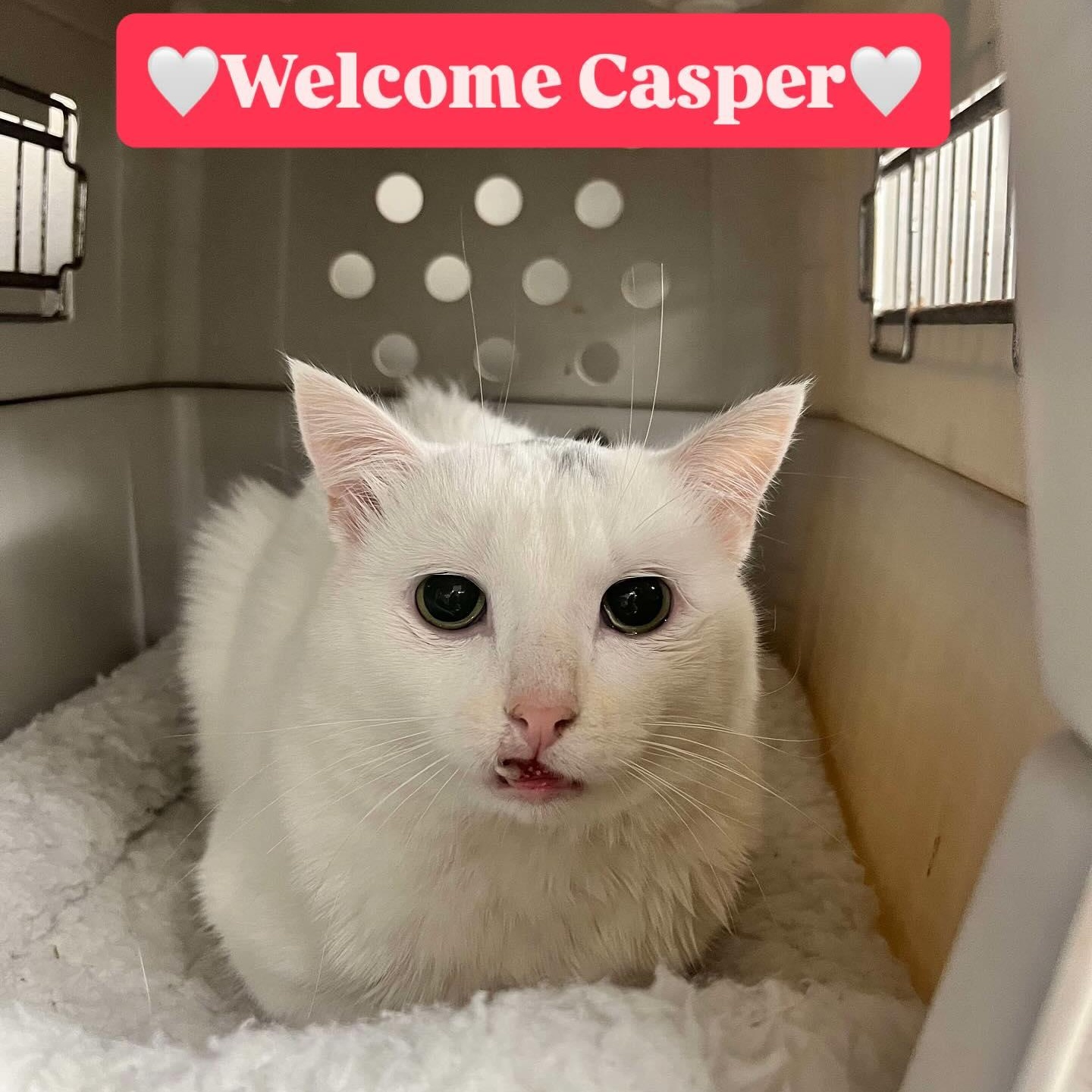 Enlarge Casper *not yet available*, a Adoptable Domestic Short Hair in Munster, ON image 3/5