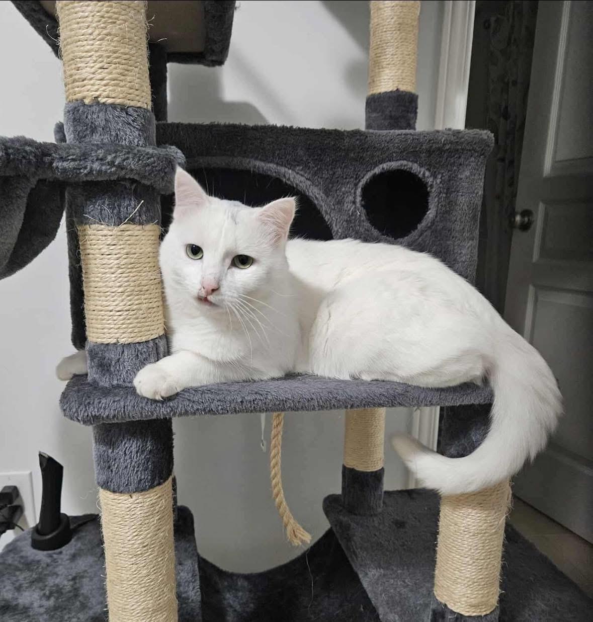 Enlarge Casper *not yet available*, a Adoptable Domestic Short Hair in Munster, ON image 4/5