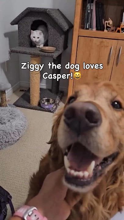 Enlarge Casper *not yet available*, a Adoptable Domestic Short Hair in Munster, ON video 5/5