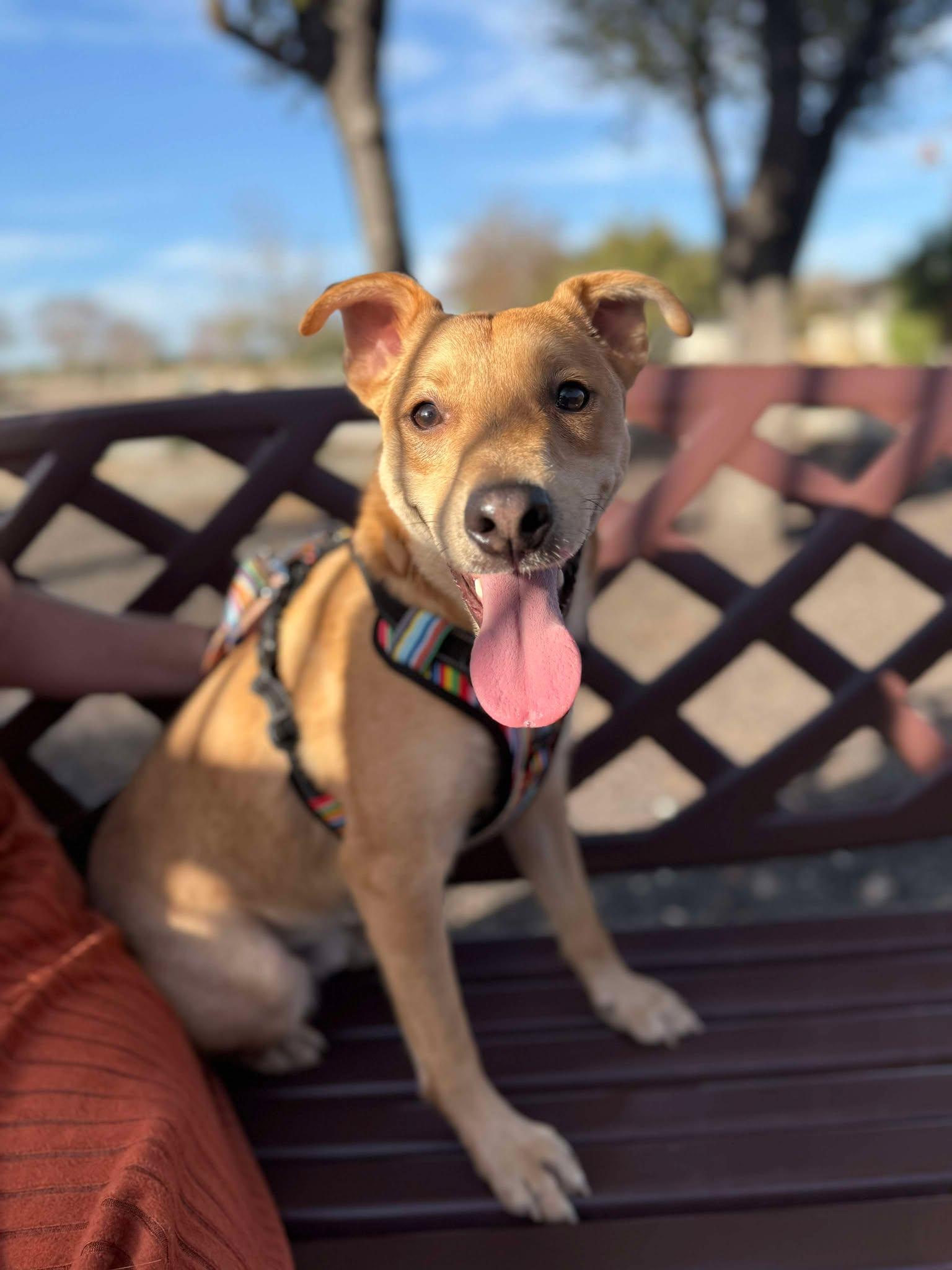 Buddy, a Adoptable mixed breed in Austin , TX image 5/6