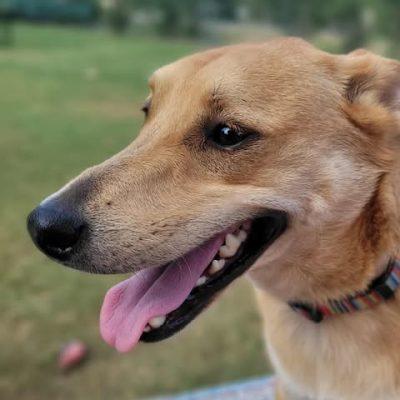 Buddy, a Adoptable mixed breed in Austin , TX image 1/6