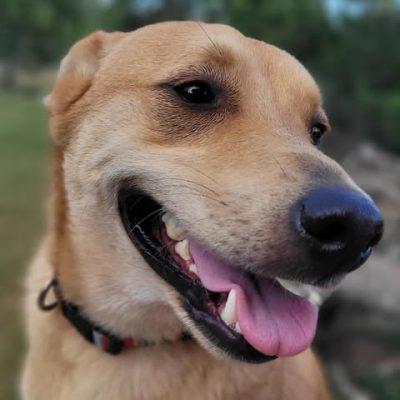 Buddy, a Adoptable mixed breed in Austin , TX image 2/6