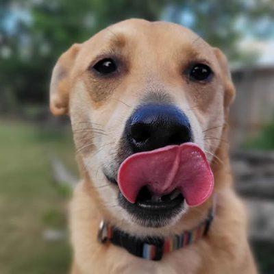 Buddy, a Adoptable mixed breed in Austin , TX image 4/6