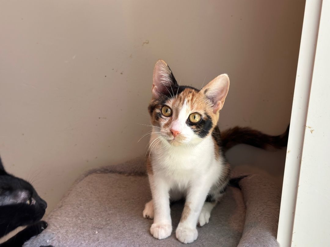 Maddie, Baby Female Domestic Short Hair