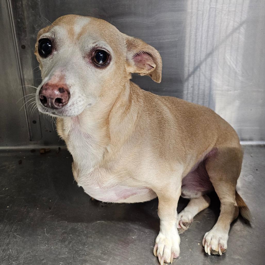 Da'Kota, Adoptable, Adult Female Chihuahua.