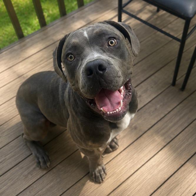 Rocky, Adoptable, Adult Male Pit Bull Terrier.