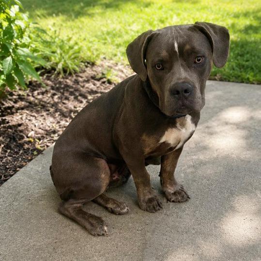 Enlarge Rocky, a Adoptable Pit Bull Terrier in Little Rock, AR image 2/3