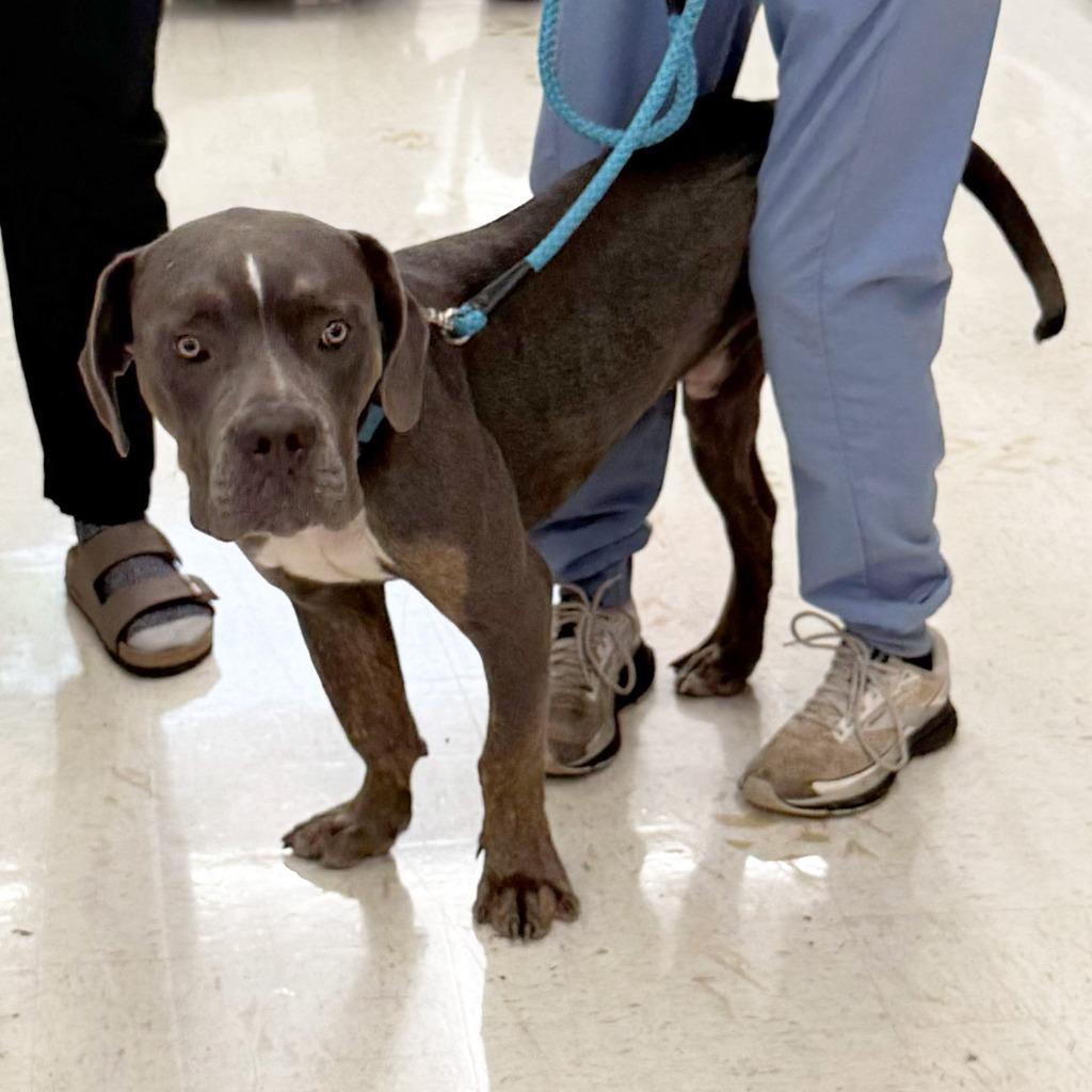 Enlarge Rocky, a Adoptable Pit Bull Terrier in Little Rock, AR image 3/3