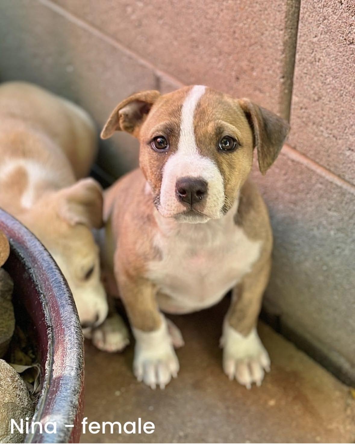 Bottle Babies, an adopted mixed breed in Glendale, AZ image 2/3