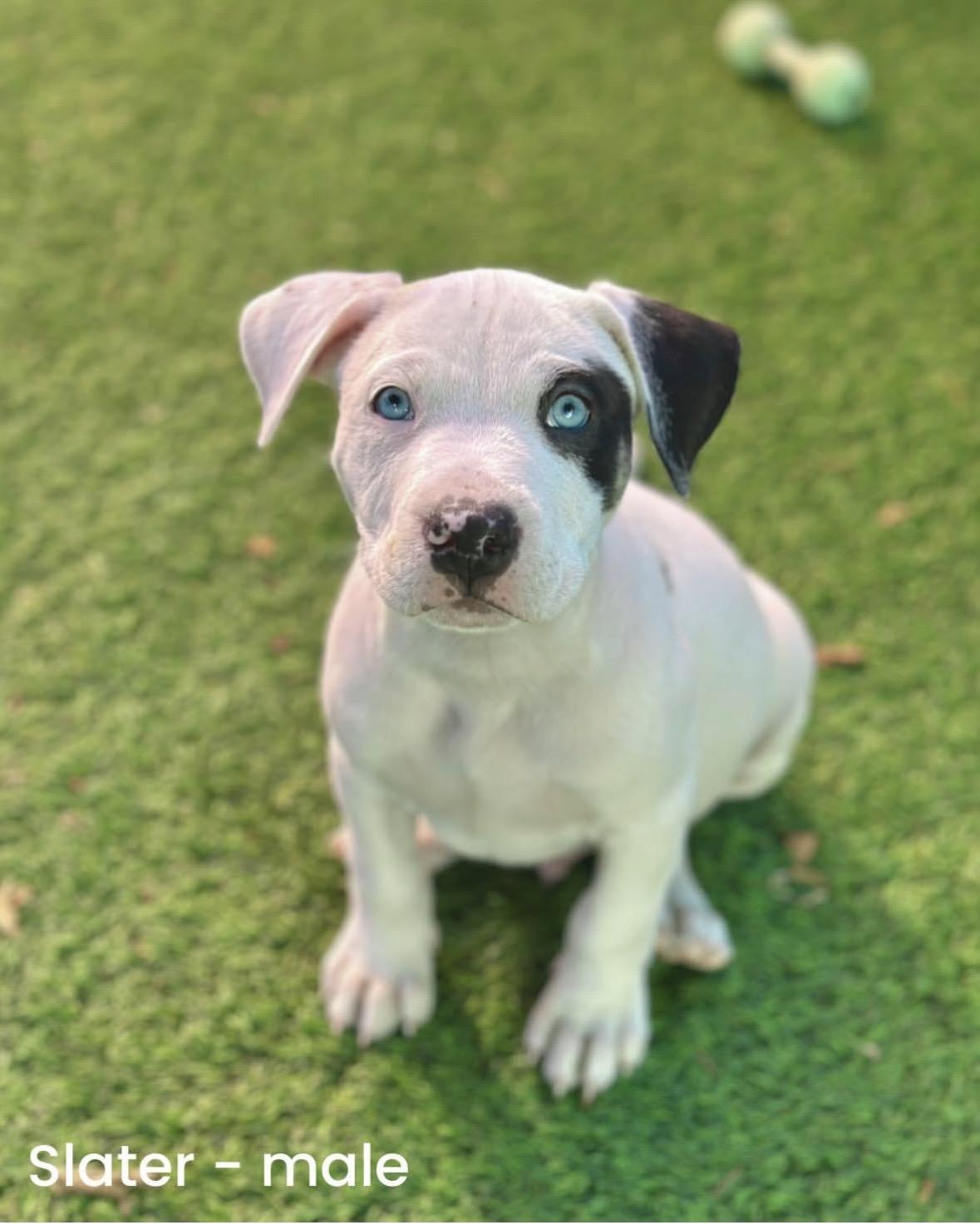 Bottle Babies, an adopted mixed breed in Glendale, AZ image 3/3