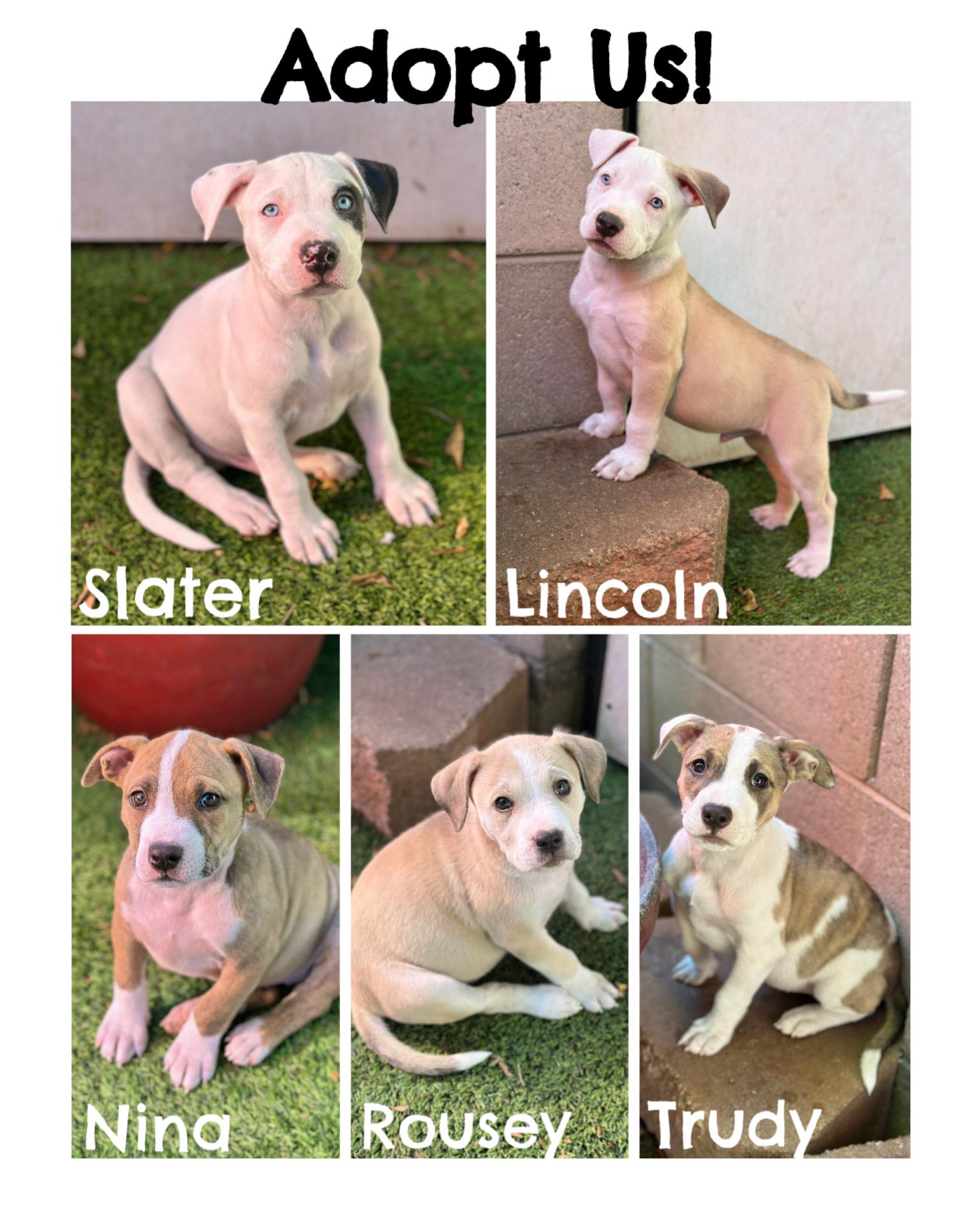 Bottle Babies, an adopted mixed breed in Glendale, AZ image 1/3