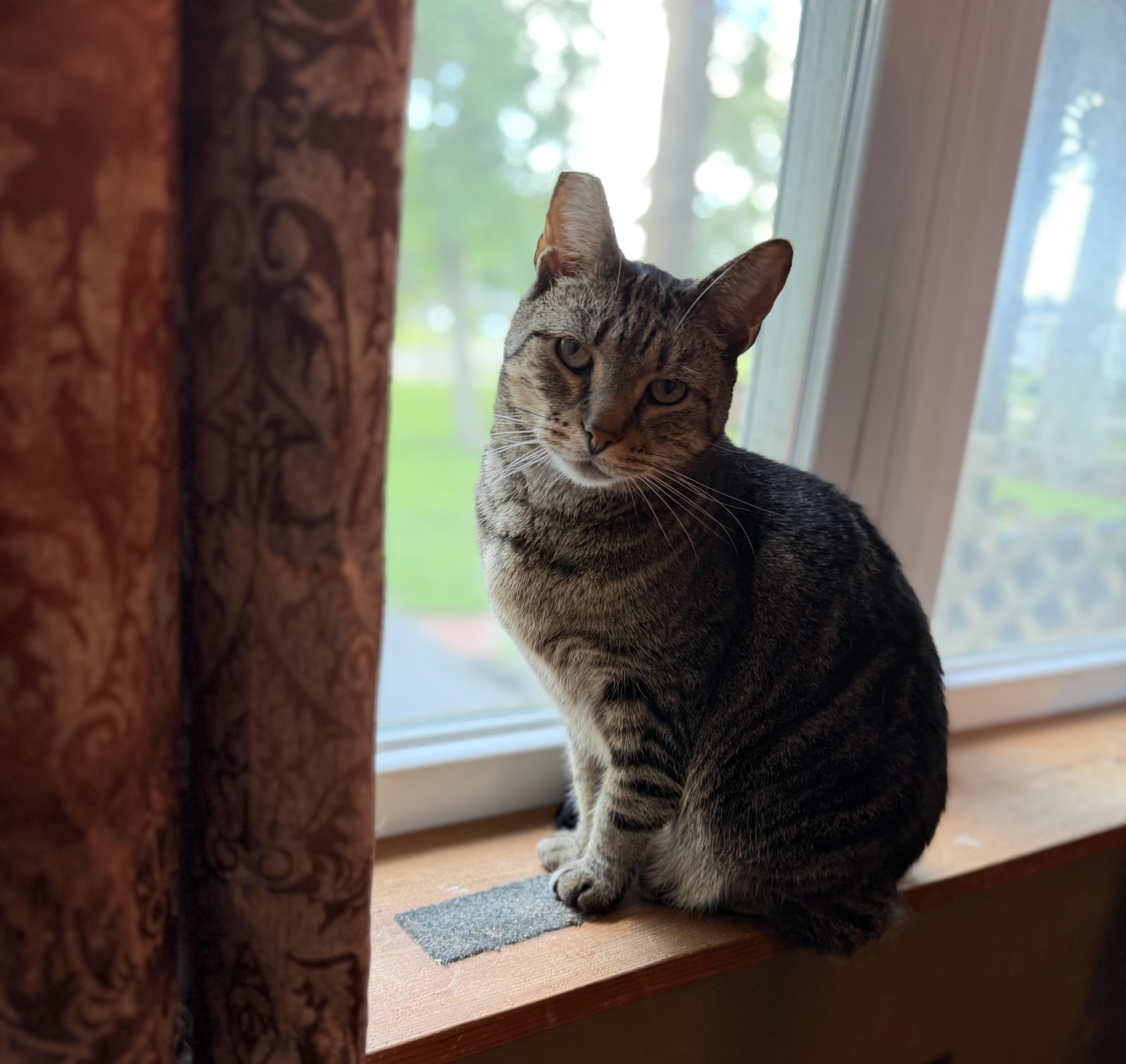 Slim, ADOPTABLE, Adult Male Tabby & Domestic Short Hair.