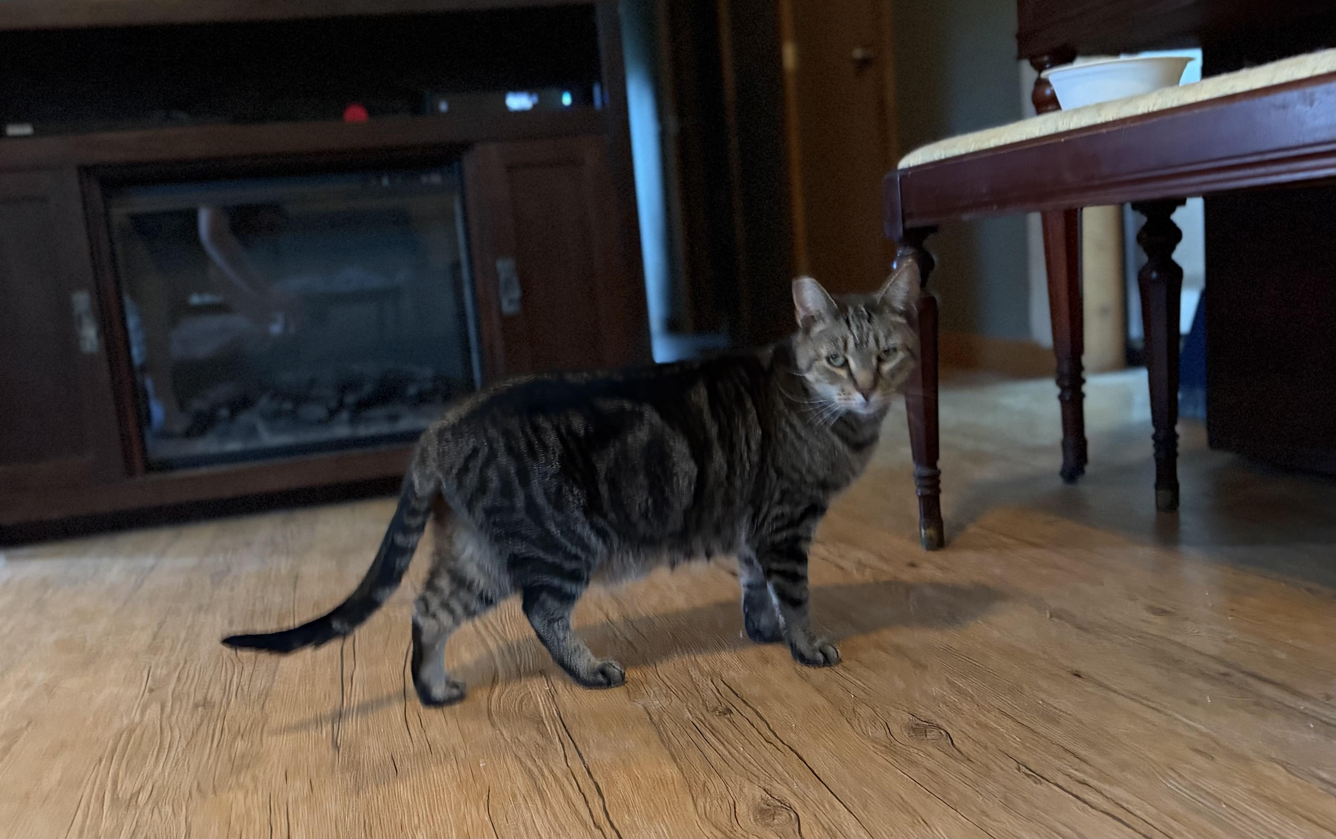 Slim, a ADOPTABLE mixed breed in Plain City, OH image 3/6