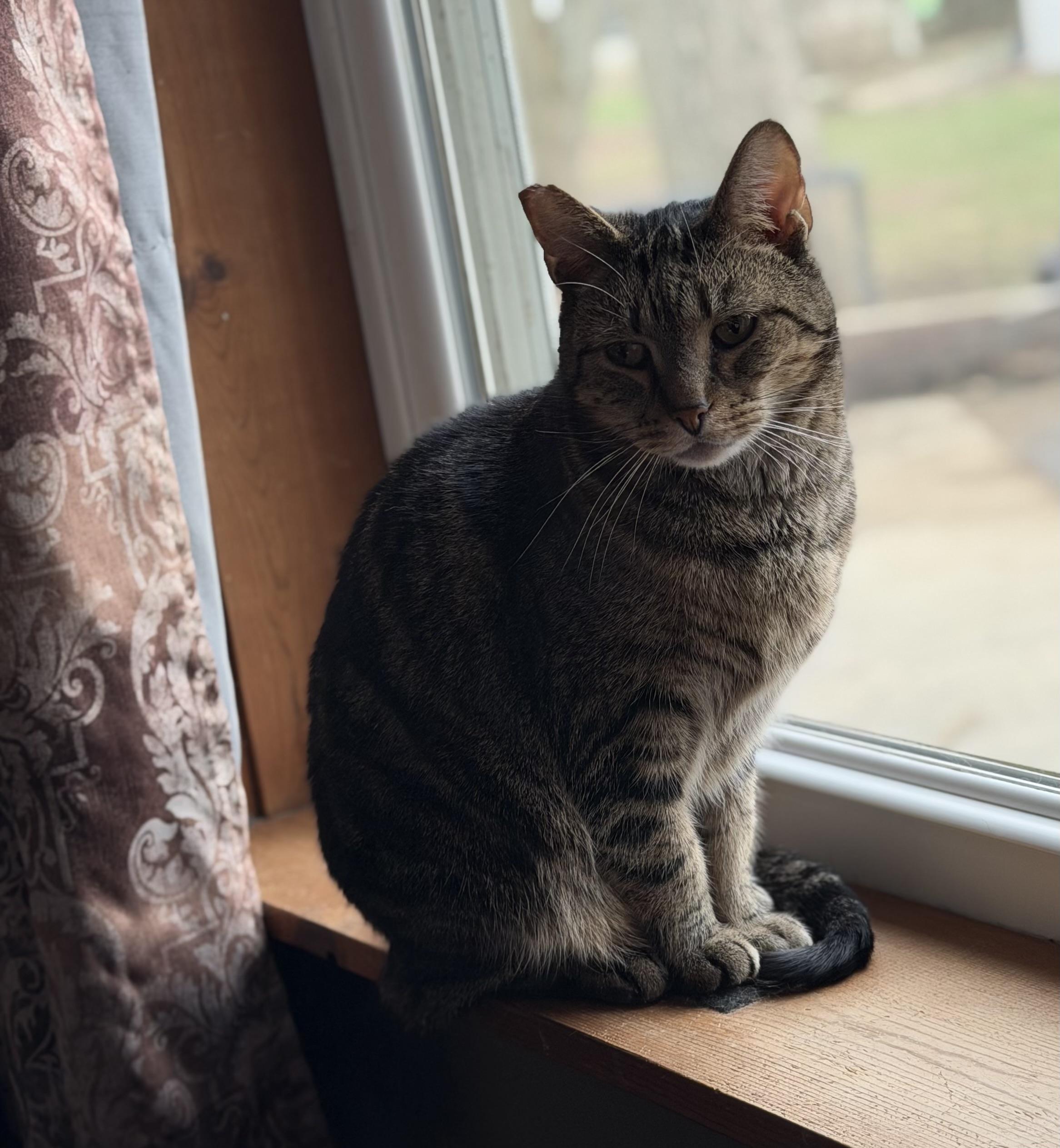 Slim, a ADOPTABLE mixed breed in Plain City, OH image 6/6