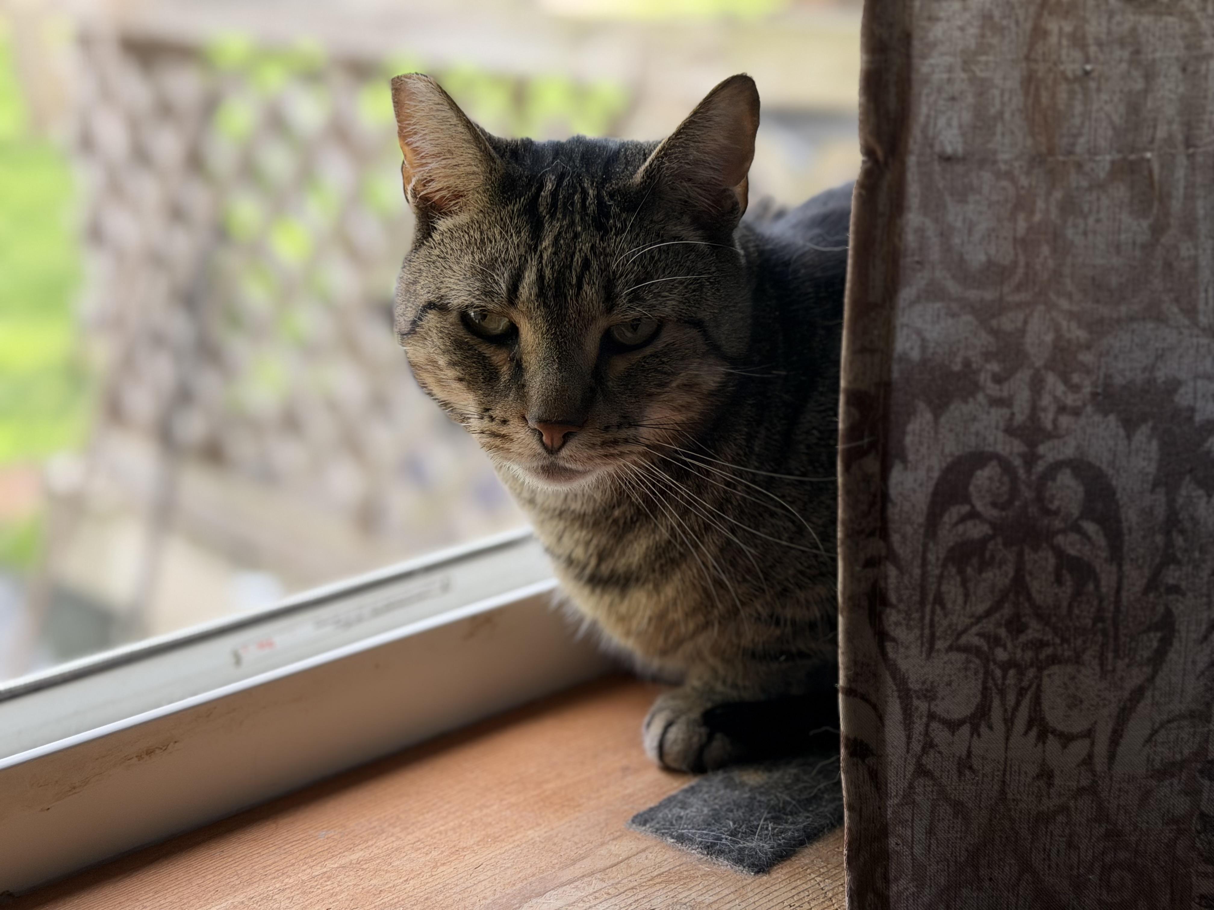 Slim, a ADOPTABLE mixed breed in Plain City, OH image 5/6