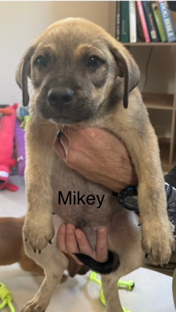 Mikey, Adopted, Puppy Male Akita.