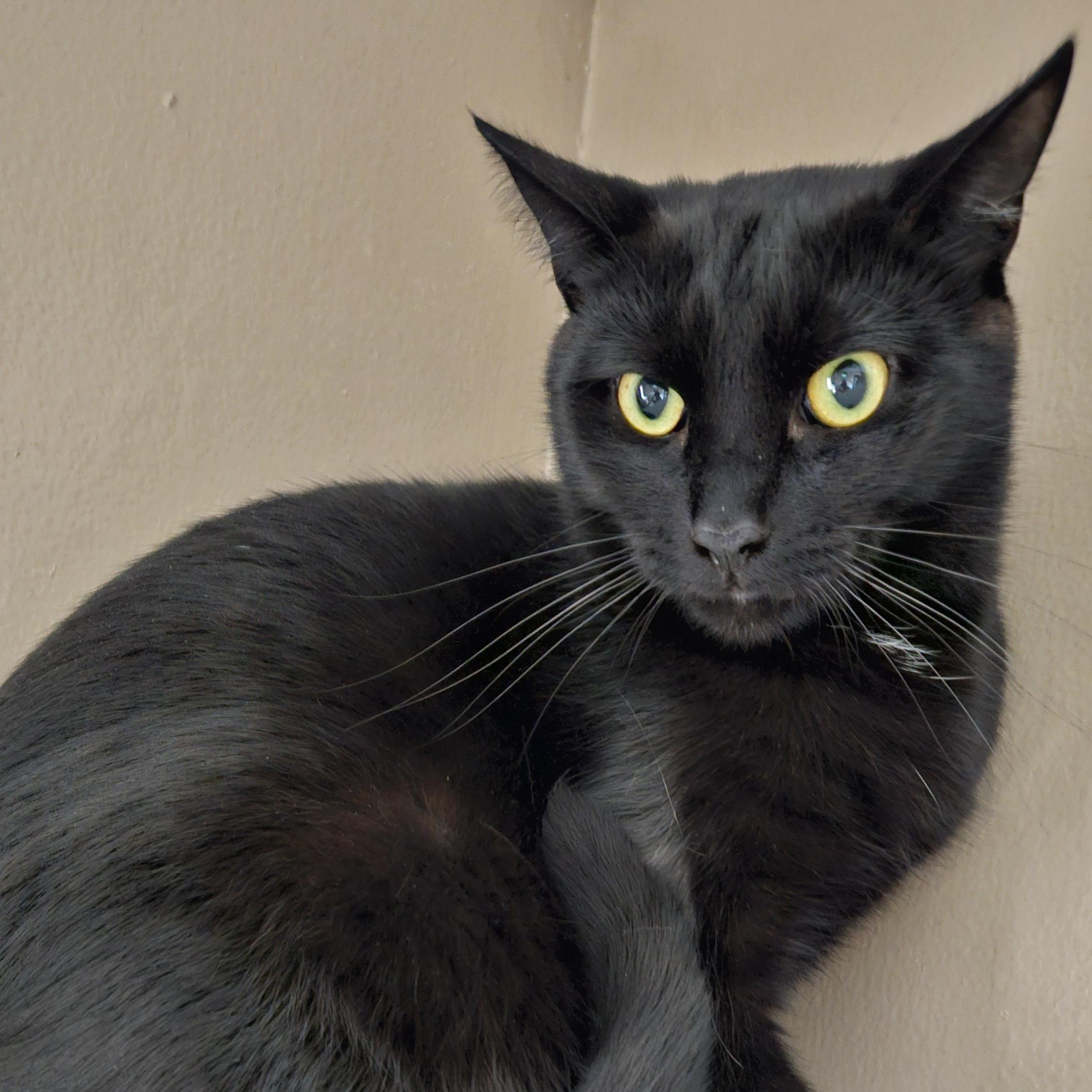 Enlarge Blackberry, a Adoptable Domestic Short Hair in Brockport, NY image 6/6