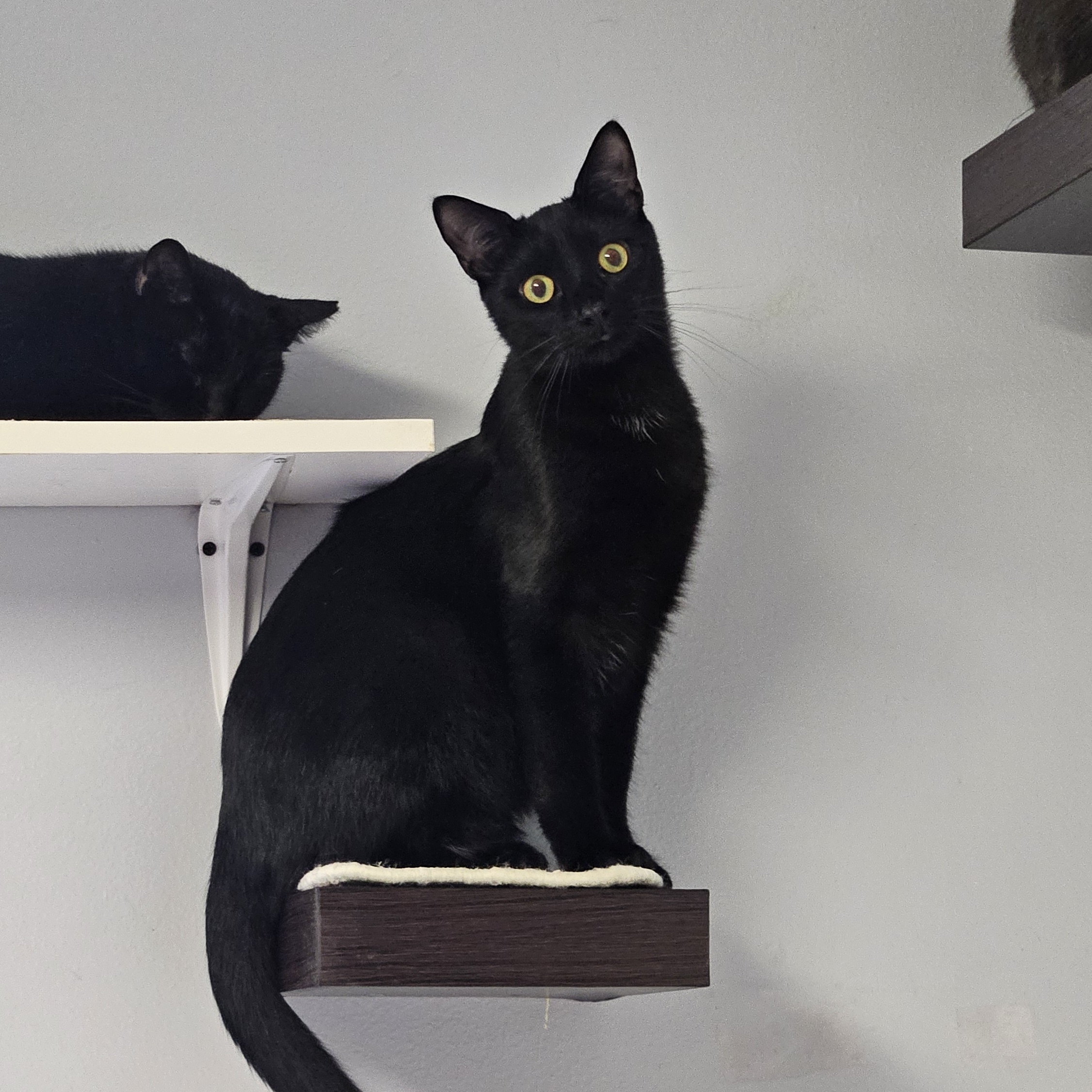 Enlarge Blackberry, a Adoptable Domestic Short Hair in Brockport, NY image 3/6