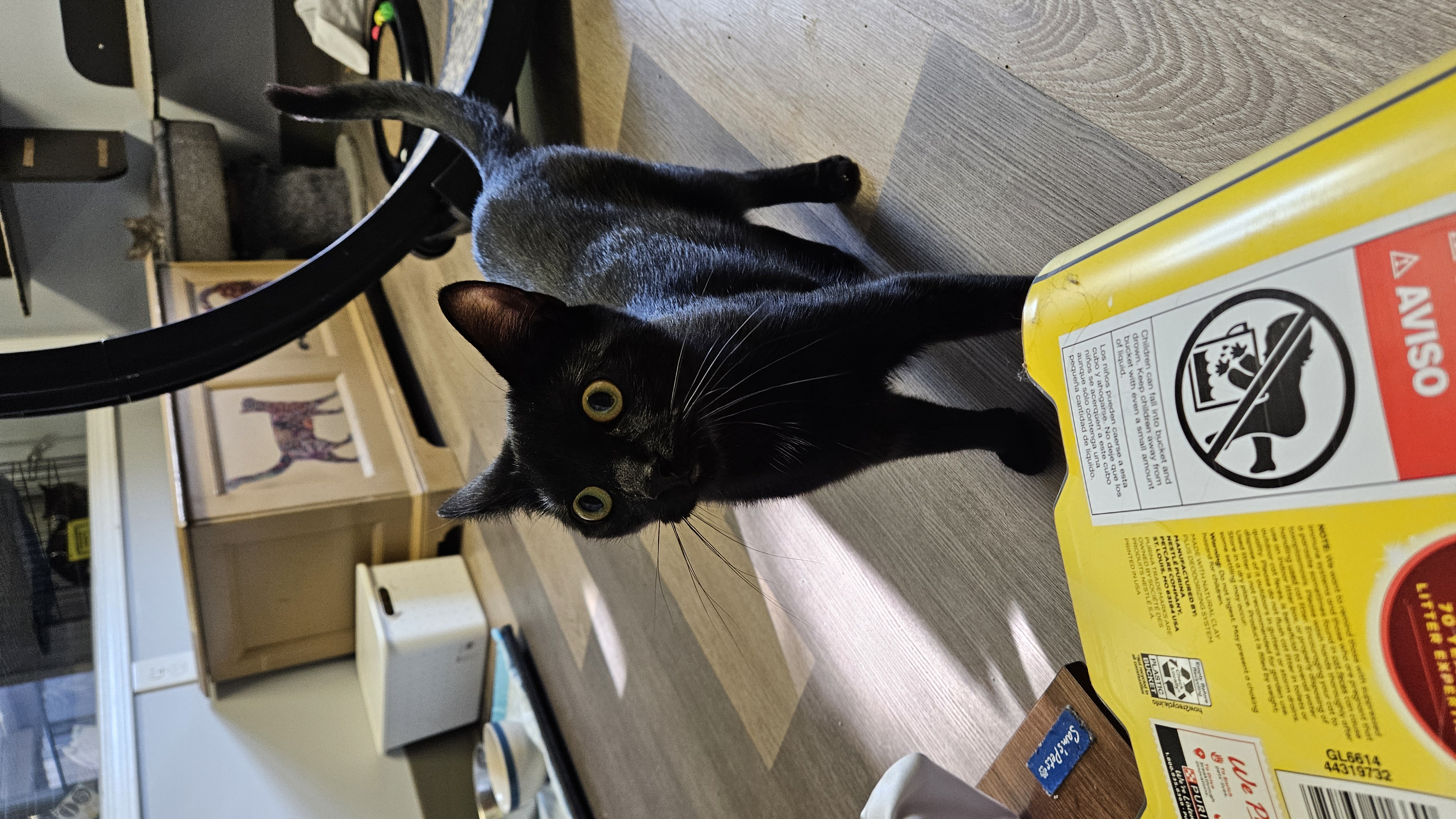 Enlarge Blackberry, a Adoptable Domestic Short Hair in Brockport, NY image 4/6